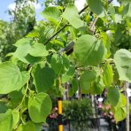 Lipa malolistá (Tilia cordata) - výška 300-320 cm, obvod kmeňa 6/8 cm, kont. C18L  
